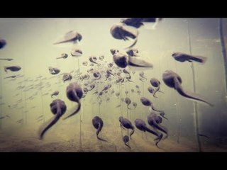 Adventurous Man Gets Up Close With Swimming Tadpoles