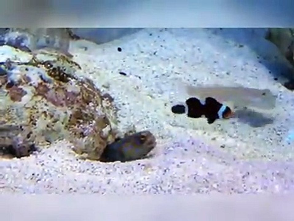 cá troll nhau - fish troll =))