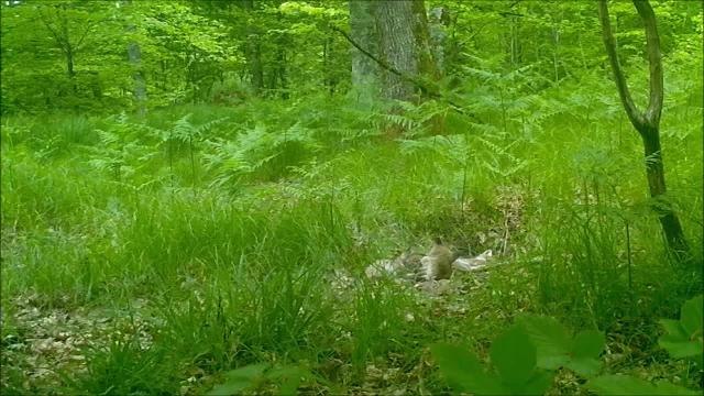 Jura : vie de renards dans la Forêt de Chaux
