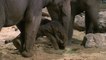 Pairi Daiza : naissance d'un éléphanteau mâle d'Asie