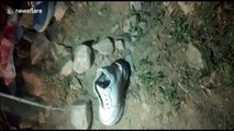 Family terrified after cobra hides in boy's shoe