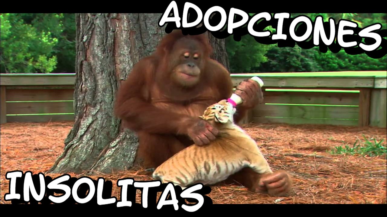 LAS 10 ADOPCIONES ENTRE ANIMALES MAS INSOLITAS Y TIERNAS QUE NO CREERAS QUE EXISTEN | OSCAR JACK