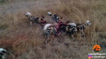 Leopard Takes on 9 Wild Dogs - Latest Sightings Pty Ltd