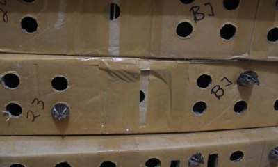 1.400 Burung Tanpa Dokumen Diamankan di Bali