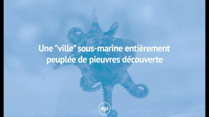 Une "ville" sous-marine entièrement peuplée de pieuvres découverte