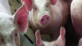 Understanding Swine Flu