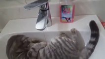 Ce chat kiffe sa douche allongé confortablement dans ce lavabo !