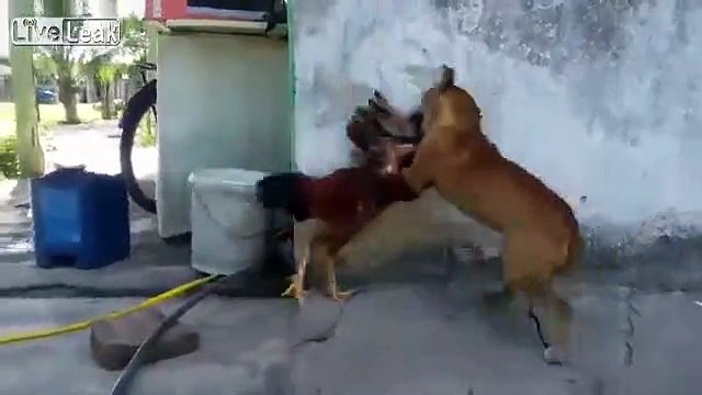 Combat entre coq et chien... qui gagne ? Vous serez surpris !!