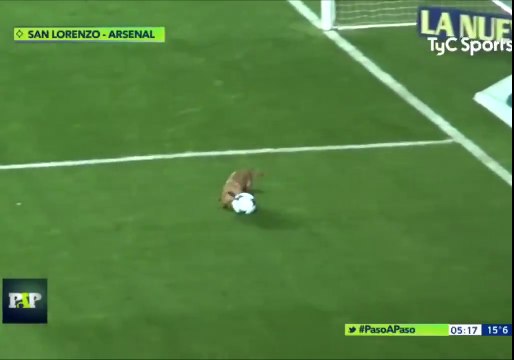 Match de Foot interrompu à cause d'un chien qui joue avec le ballon !