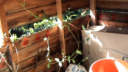 Shadow Paranormal S01E03: Kedington