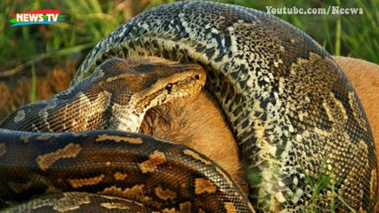 Top 10 loài vật nguy hiểm nhất trên thế giới