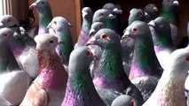 Some Beautiful Pigeons In Top Condition
