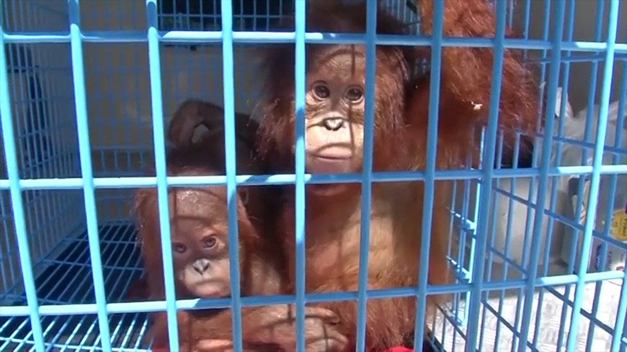 Two Endangered Baby Orangutans Rescued From Smugglers