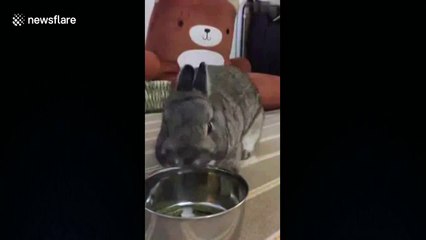 Angry bunny tosses bowl of food away