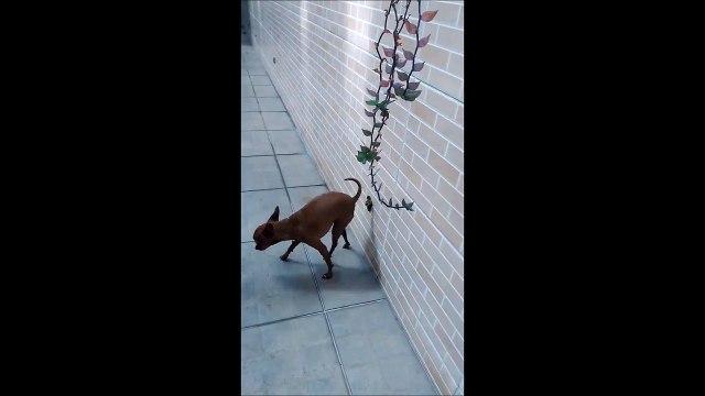 Un chien très agile mais aussi super dégueulasse... Caca collé au mur!