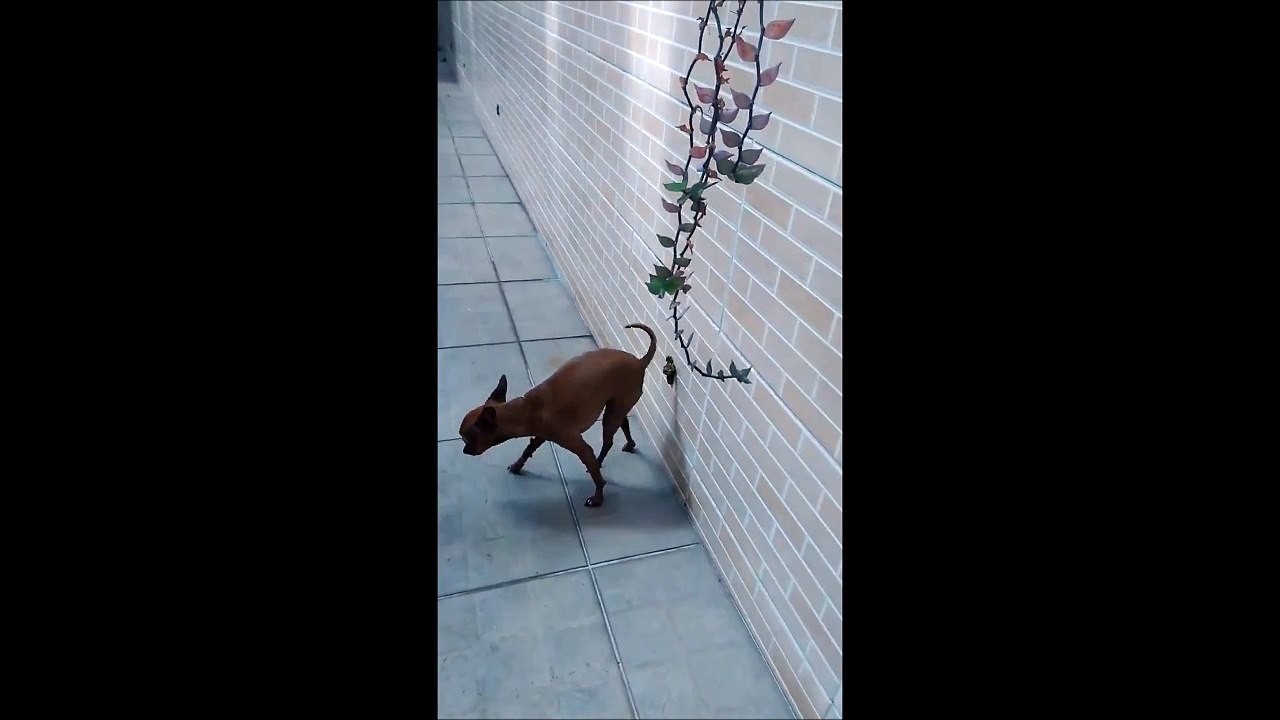 Un chien très agile mais aussi super dégueulasse... Caca collé au mur!