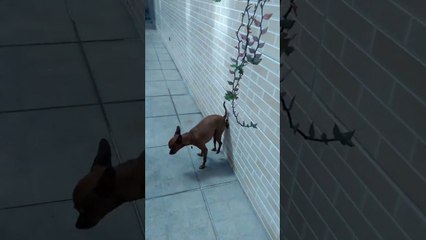 Un chien fait caca contre un mur