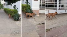 Cão de guarda na Tailândia tem uma forma muito estranha de pegar ao serviço