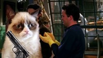 [Humour] Topito feat. Norman, ''Top 8 des trucs à savoir sur les chats''