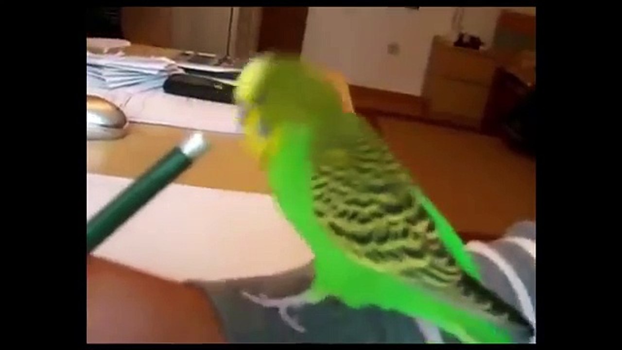 BIRDS CURSING COMPILATION AFRICAN GREY PARROT SWEARING MACAW CUSSING BUDGIE VULGAR COCKATOO