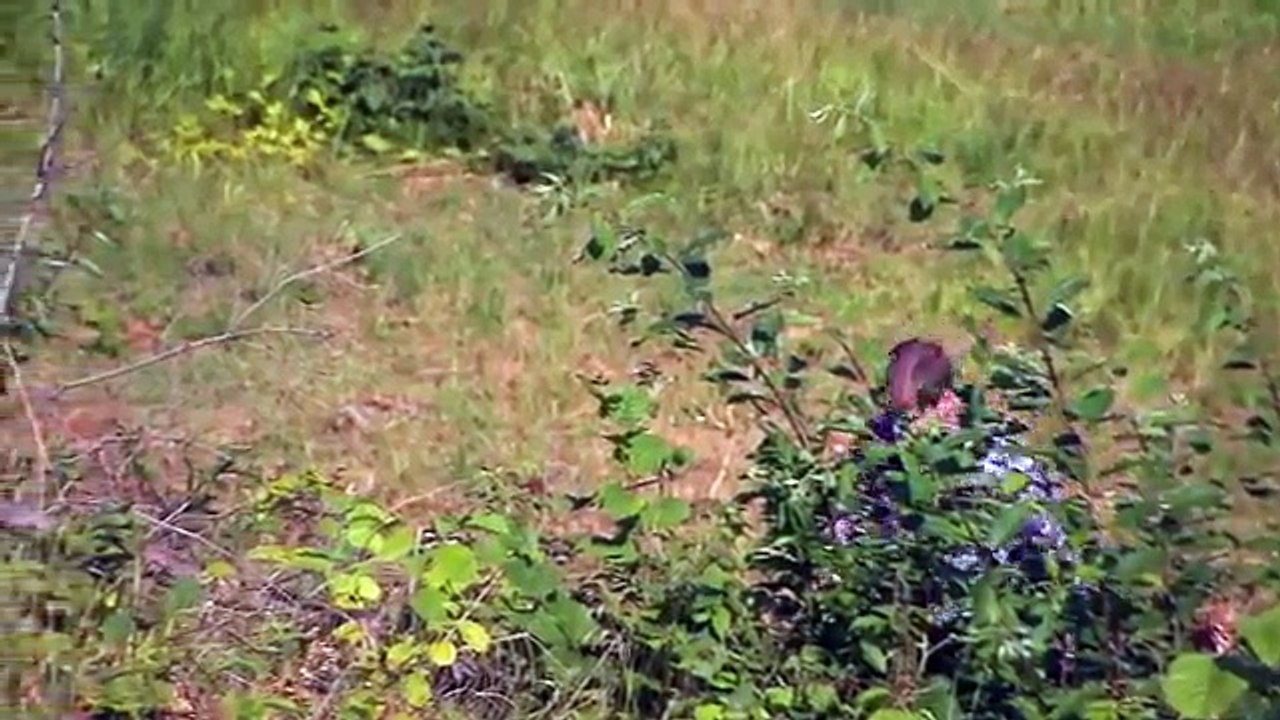 Nano UAV - Black Hornet - PD-100 PRS