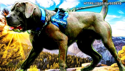 Los 4 tipos de perros bandog mas poderosos del mundo