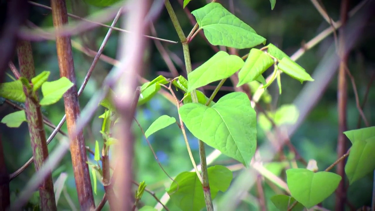 Japanese Knotweed Damage