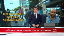 Ağlara Yarım Tonluk Dev Balık Takıldı