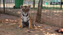 Chinese Tiger Breeder Raises 62 Tigers From Just 5 Felines in 10 Years