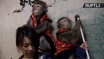 Monkey Buiness? Japanese Bar Hires Macaques to Wait Tables