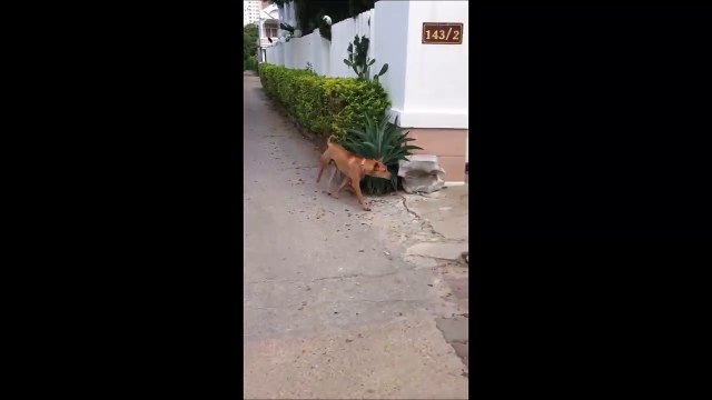 Mais comment fait-il ? Regardez comment ce chien rentre chez lui