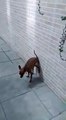 Un chien fait sa crotte contre un mur ! LOL