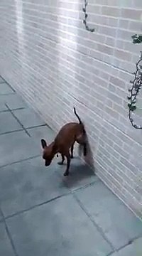 Un chien fait sa crotte contre un mur ! LOL