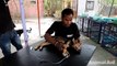 Collapsed street puppy recovers from distemper