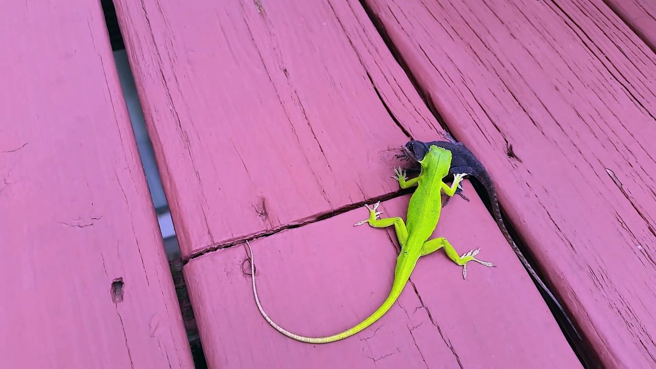 Ces 2 lézards sont coincés l'un dans l'autre... Bouche à bouche