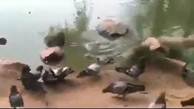 Ce pigeon trop curieux se fait dévorer par un tortue