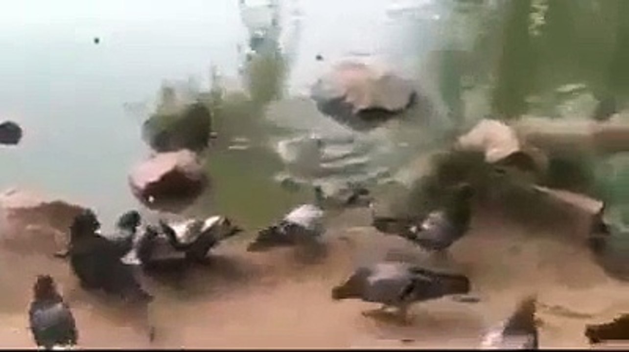 Ce pigeon trop curieux se fait dévorer par un tortue
