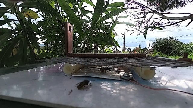 Des guêpes explosent sur un piège électrique... Pulvérisées en Slow motion