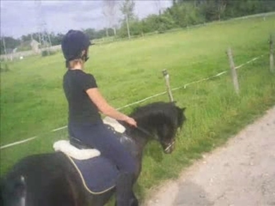 les chevaux