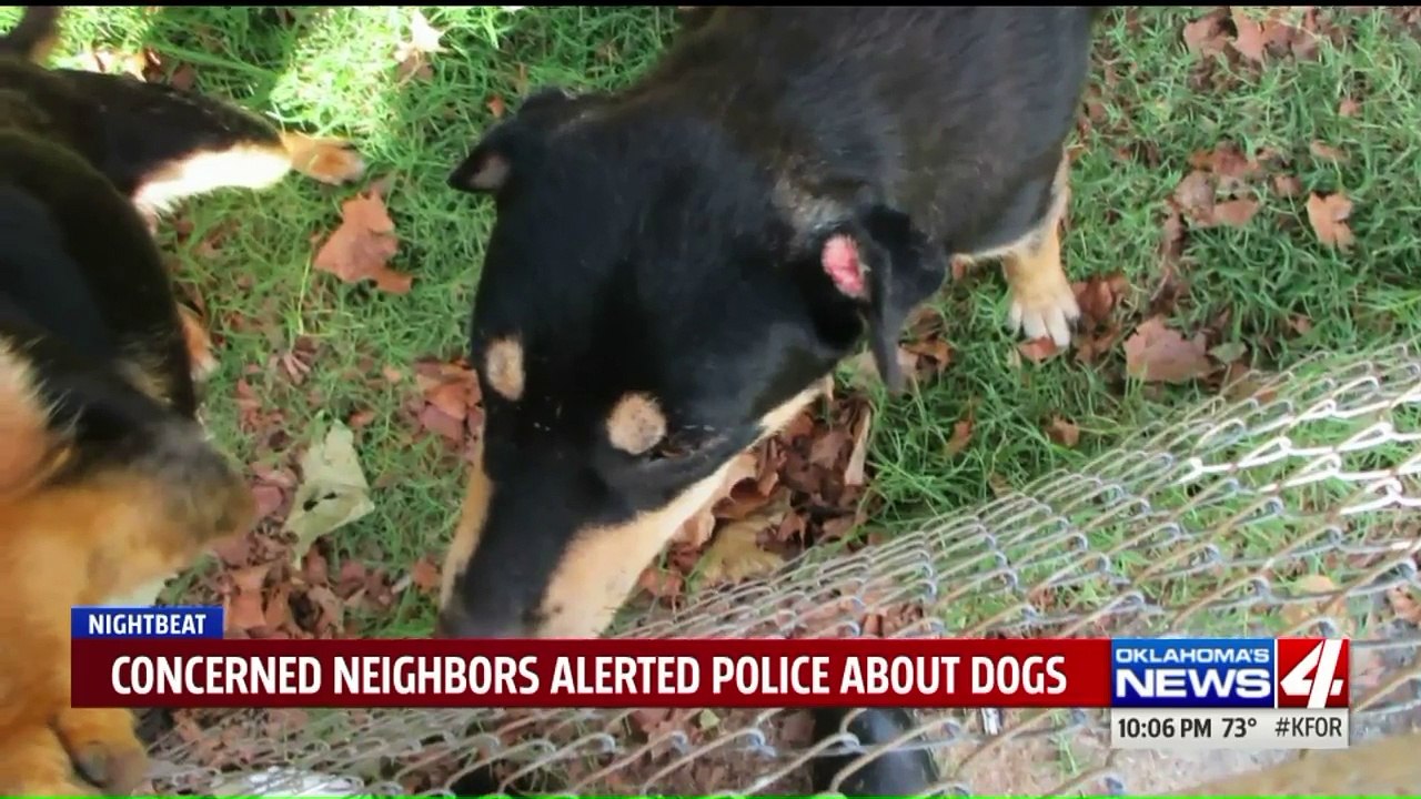 Man Charged with Animal Cruelty After Dogs Found Dead in Backyard
