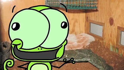 What Kind of Pet Should I Get? (Hank Hanky)