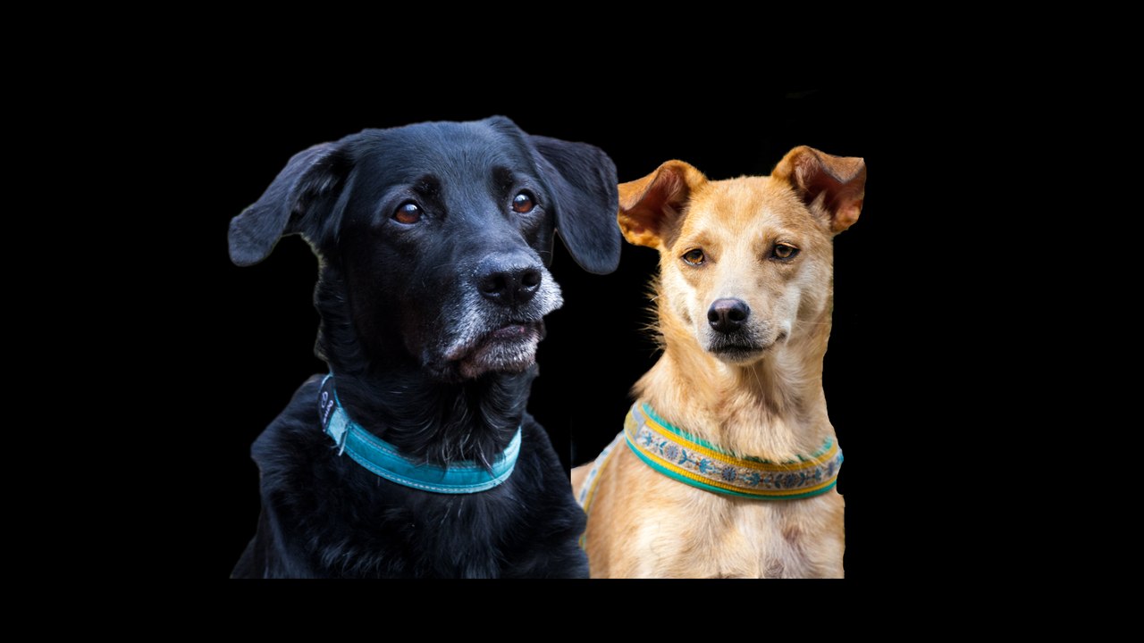 Kleines Training im Garten