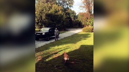 Ce chien est très content de retrouver son maître après 6 mois d'absence !