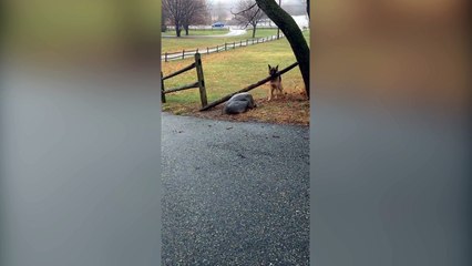Ce chien veut absolument prendre cet énorme bâton !