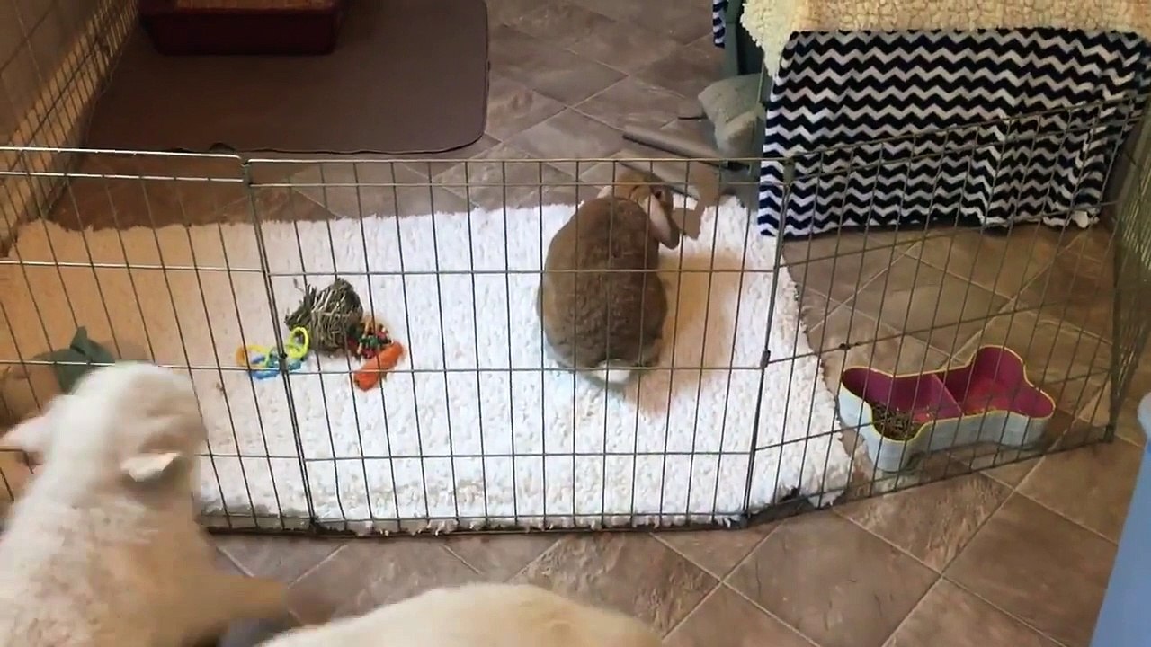 Des chiots veulent absolument jouer avec un lapin !