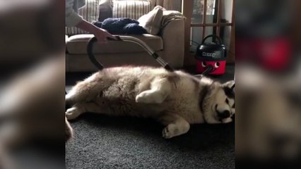 Une solution efficace pour éviter les poils partout !