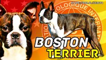 BOSTON TERRIER- RAZA DE PERROS EXTRAORDINARIA