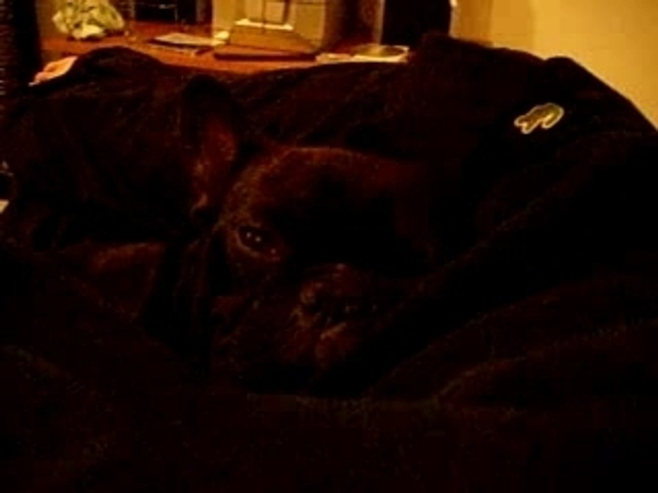 Bailey le Ronfleur!