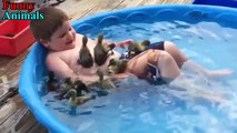 Cute Duckling - Funny Baby Duck Videos Compilation - AWW