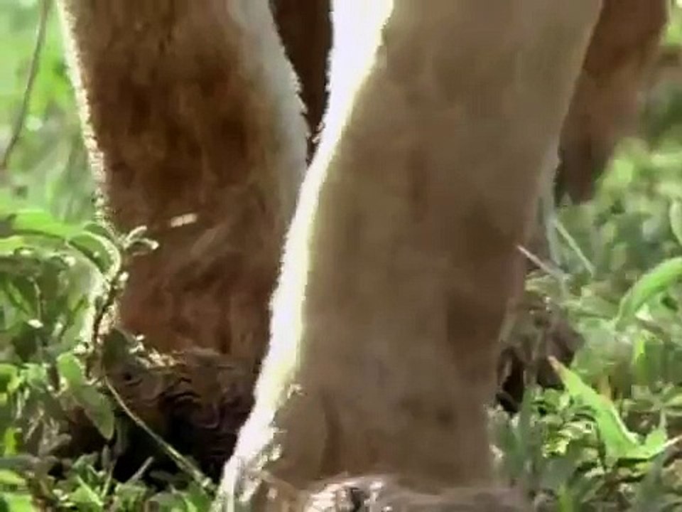 EL REINO DEL LEON - DOCUMENTALES 2017